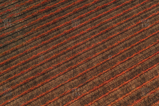 Aerial view of a truck driving a straight road across the vineyards fields near Verdù township in Lleida state, Spain.