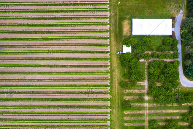 Aerial view of abstractions at a vineyard at Niagara on the Lake in Canada in early spring.