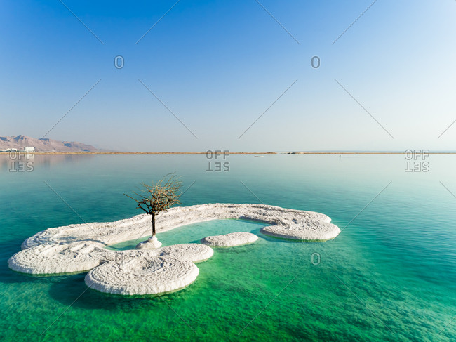 Aerial view of a dry and leafless tree standing in a salt water. The Dead sea, Negev, Israel.