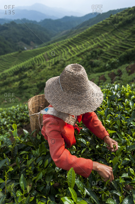 Picking tea leaves on a Puer tea estate in the Yunnan Province