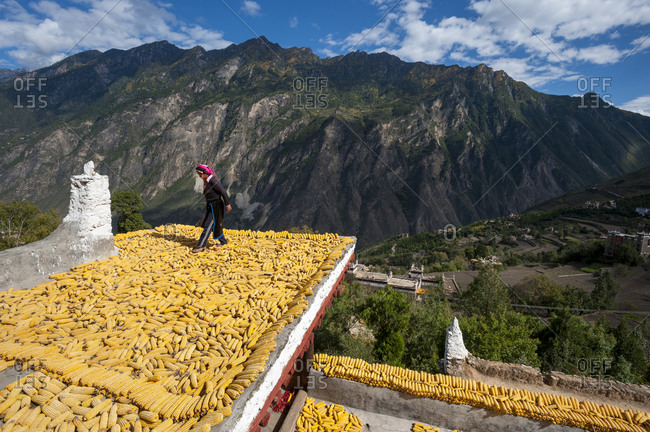 Drying Maize (corn) on the rooftops of traditional Tibetan houses