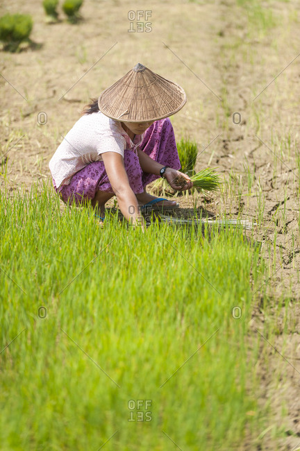 Rice field cheap worker hat