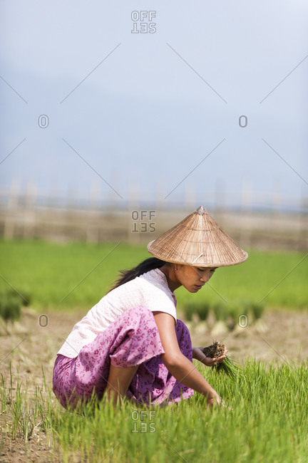 A Burmese woman wearing a traditional hat harvests young rice into bundles. The young rice will be re-planted spread further apart using more paddies to allow the rice to grow taller.