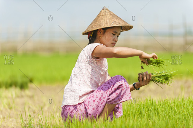 A Burmese woman wearing a traditional hat harvests young rice into bundles. The young rice will be re-planted spread further apart using more paddies to allow the rice to grow taller.