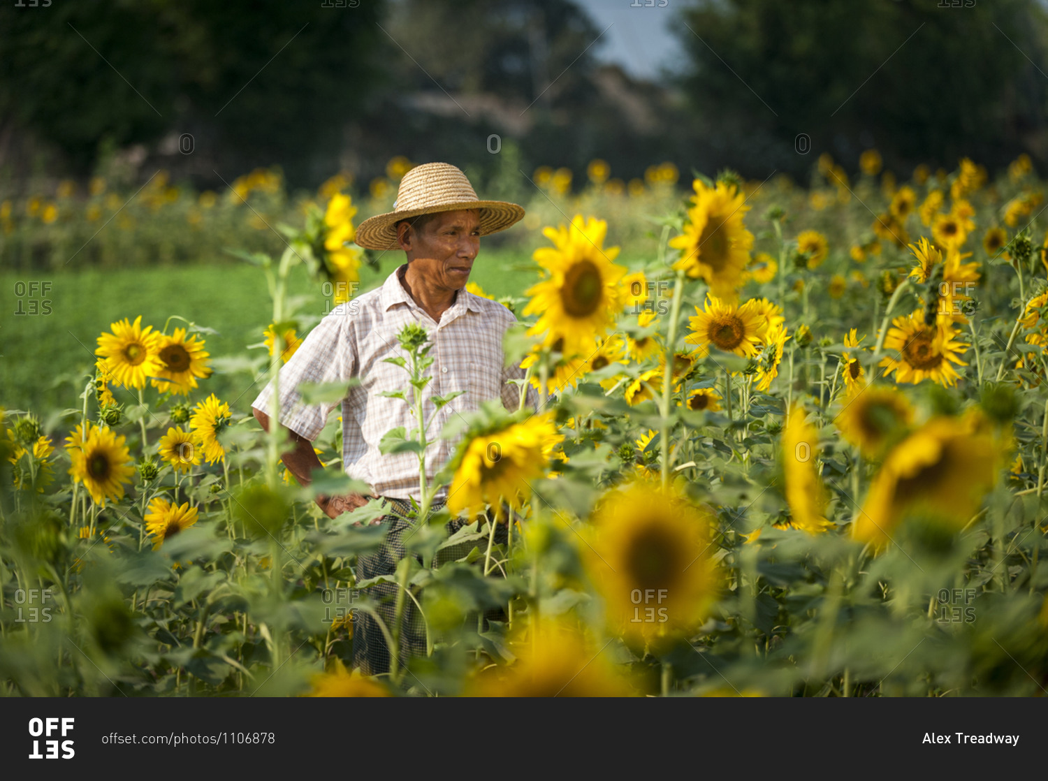 A man working in a sunflower field near Myitkyina in Kachin State