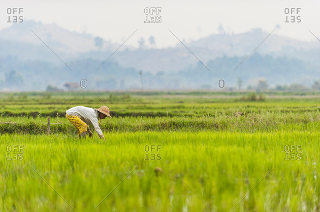 A woman plants rice in paddies near Myitkyina in Burma