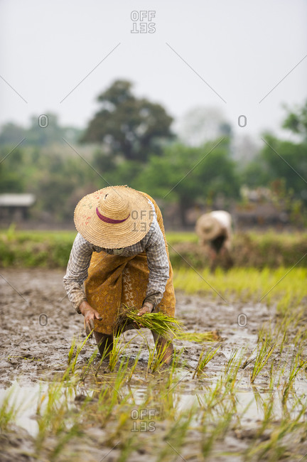 A woman plants rice in paddies near Myitkyina in Burma