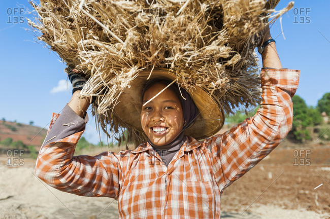A Burmese girl carries a bundle of freshly harvested bundle wheat on her head