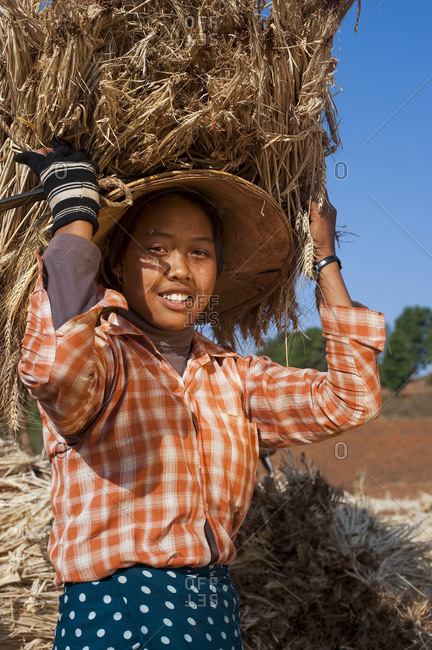 A girl carries a bundle of freshly harvested wheat on her head
