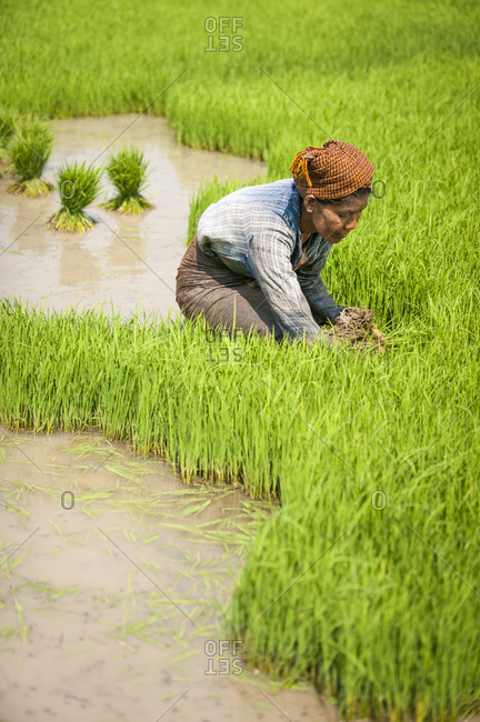 A woman harvests the first stage of rice in a rice paddie