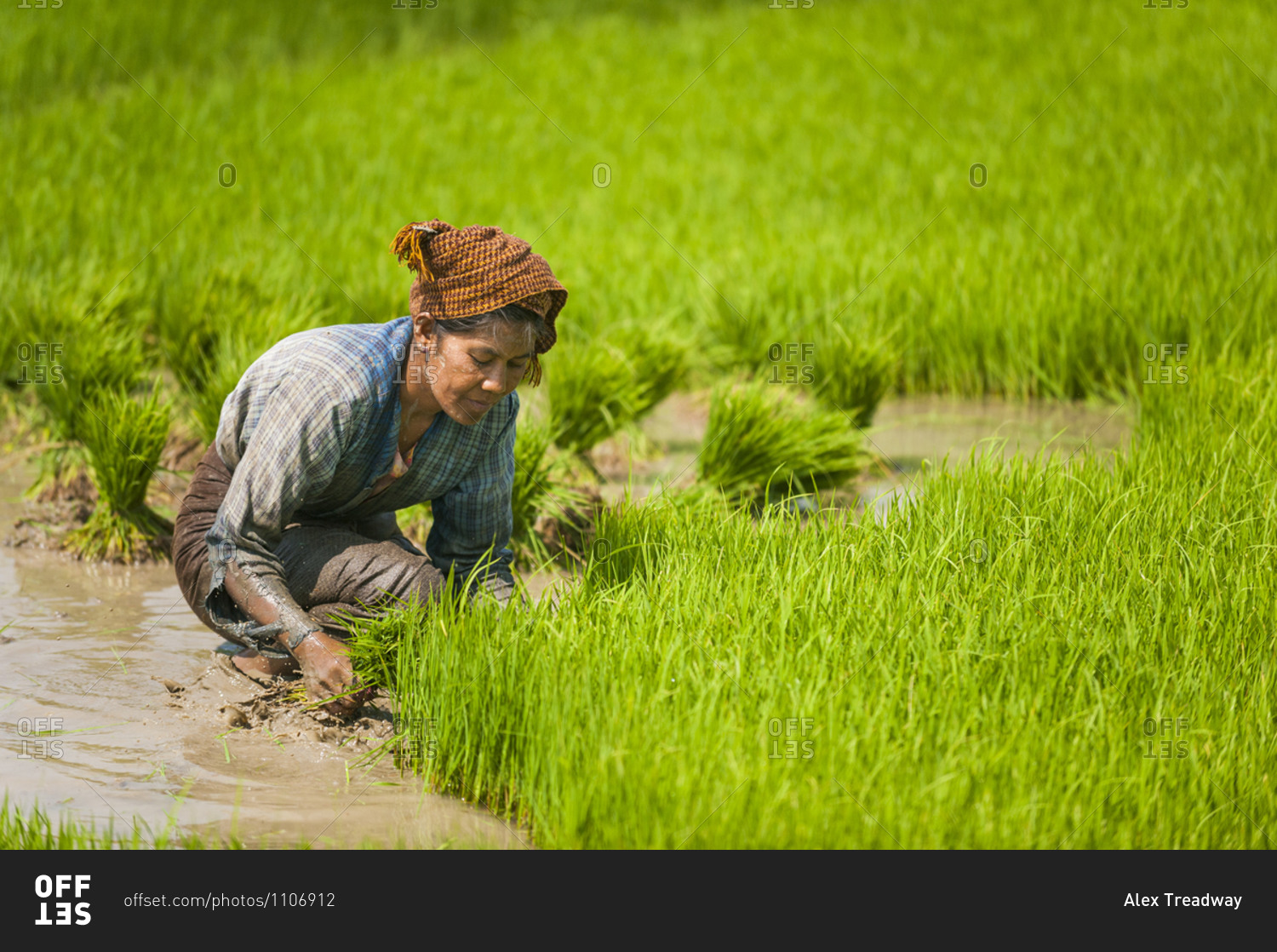 A woman harvests the first stage of rice in a rice paddie near Inle lake
