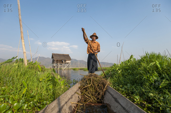 A fisherman paddles through the floating gardens on Inle lake using a traditional method of standing and sculling with one foot
