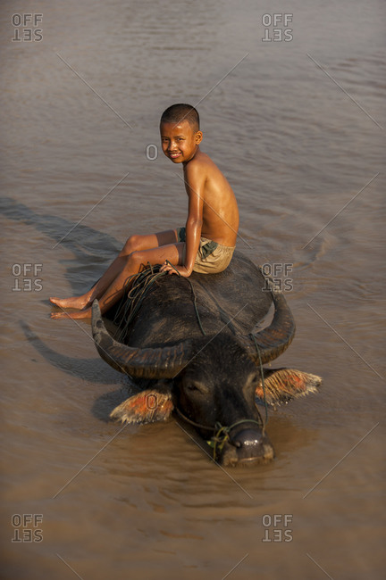 A boy takes his buffalo into Inle lake for a wash