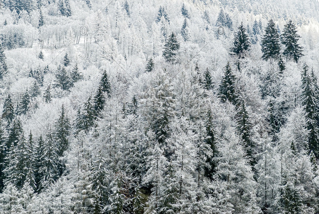 Conifer trees in the Austrian Alps dusted with snow