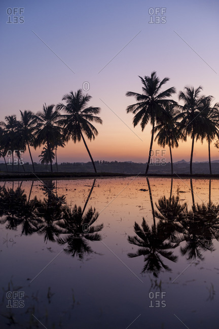 Palm trees reflected in water filled rice paddies in Hampi