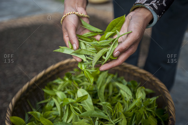 Freshly picked tea leaves in Yunnan Province. Famous all over China, Puer tea is classed as the best quality.