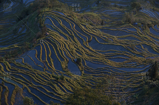 The Yuanyang rice terraces in Yunnan in China were fashioned over hundreds of years