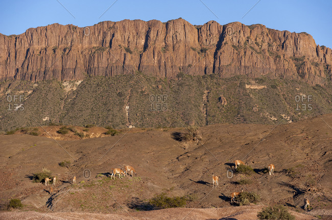 Llamas (Guanacoes) grazing inside Ischigualasto park