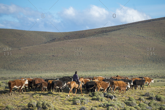 Argentina's Gaucho, Cattle Herding at an Estancia
