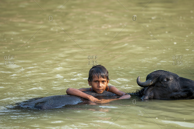 A Nepali boy plays in a river with the water buffaloes