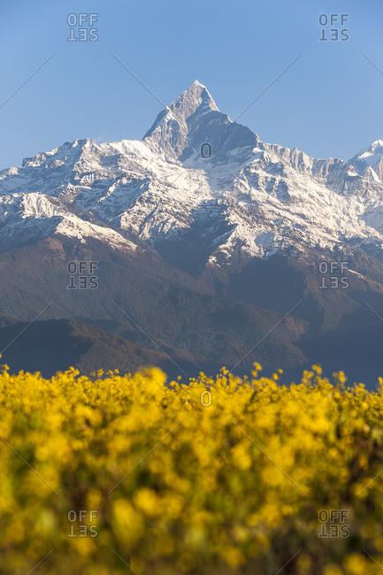 The summit of Machapucare or Fishtail mountain and mustard flowers seen from Sarankot in Nepal