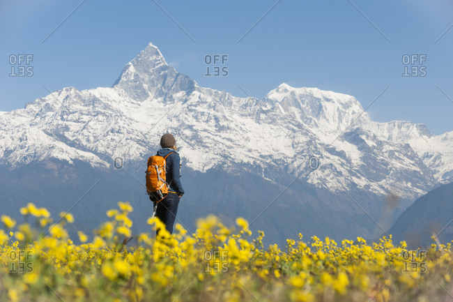 A woman hiking alone stops among bright yellow mustard flowers to look at Fishtail mountain which is part of the Annapurna range of mountains in the Himalayas in Nepal