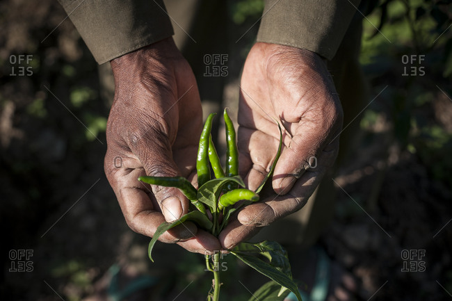 A man collects fresh chilies at an organic farm in Nepal