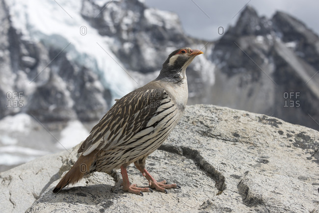 A Himalayan Snowcock seen here at over 5000m next to the Khumbu glacier near Everest Base Camp in Nepal
