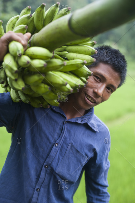 A man carries a bunch of bananas to market on his shoulder