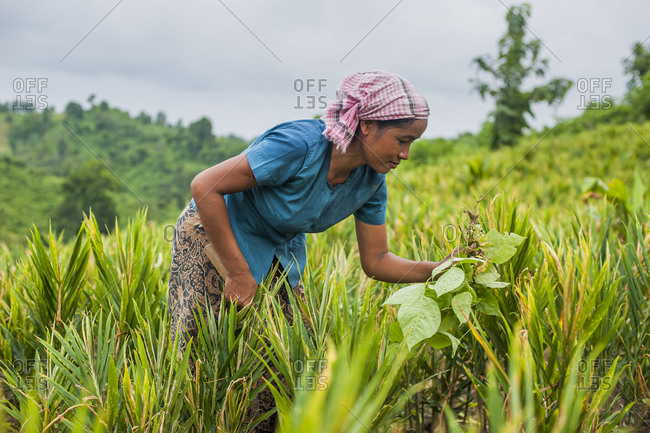 A Marma woman clearing weeds in a ginger field in the Chittagong Hill Tracts in Bangladesh