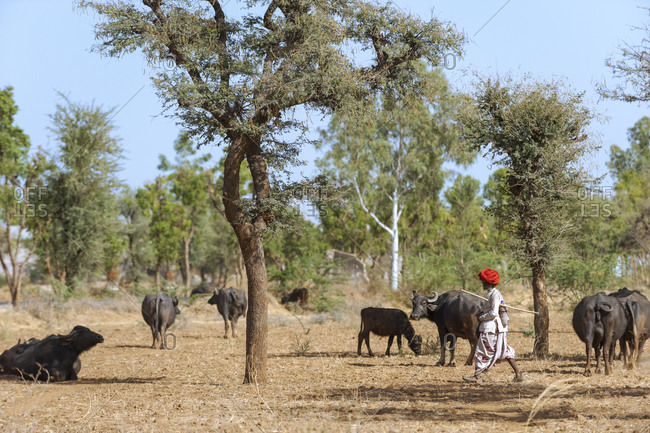 Rajasthan, India - March 10, 2012: An old farmer tending to his buffaloes and goats in the desert scrubland of Rajasthan