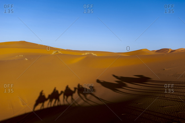 A caravan of camels casts shadows at Erg Chebbi sand dunes in Morocco