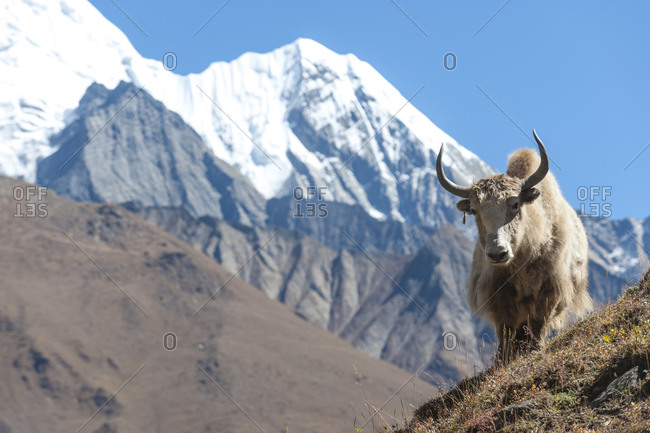 A Yak perches high on a mountainside in Dolpa, a remote region of Nepal