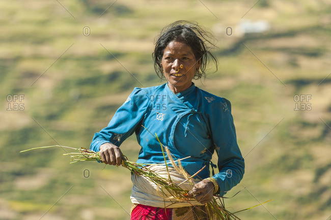A woman in the Juphal valley harvests grass for the animals in a valley of terraced rice paddies