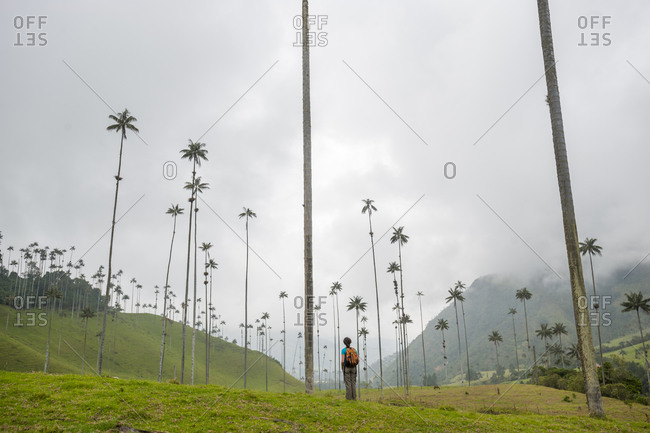 A hiker standing among Wax palms which are the highest in the world in the Cocora valley in Colombia