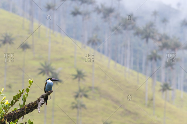 There are 24 species of toucans in Colombia. This one is in the Cocora valley among Wax Palms, the tallest palms trees in the world