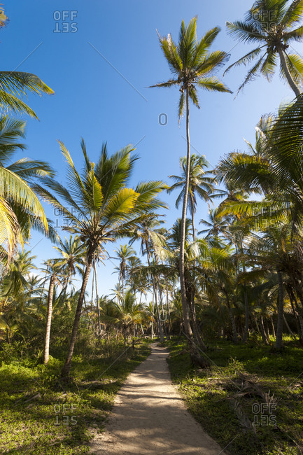 A path through the palm trees in the Tayrona National Park on the Caribbean coast