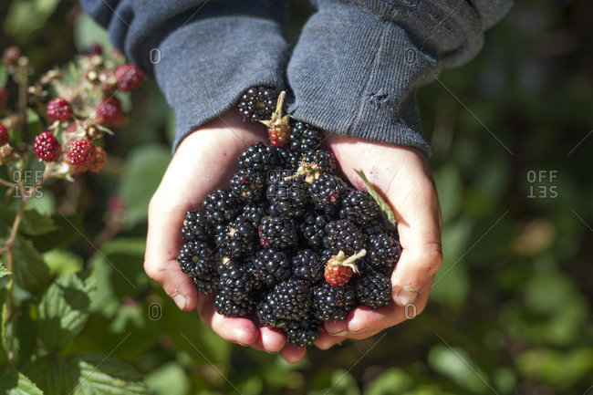 A little girl fills her hands with blackberries in Cornwall