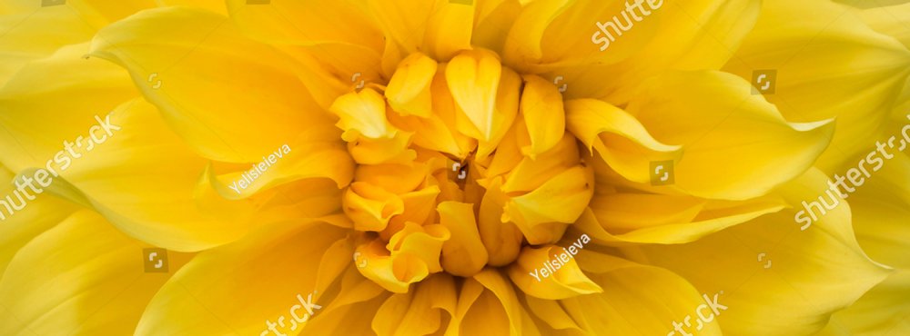 Wide long cover or banner. Beautiful yellow flower (dahlia) closeup
