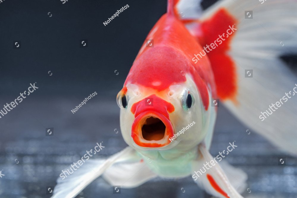 A fish with wide open mouth and big eyes in fishtank, Surprised, shocked or  amazed face front view Nature Stock Photos