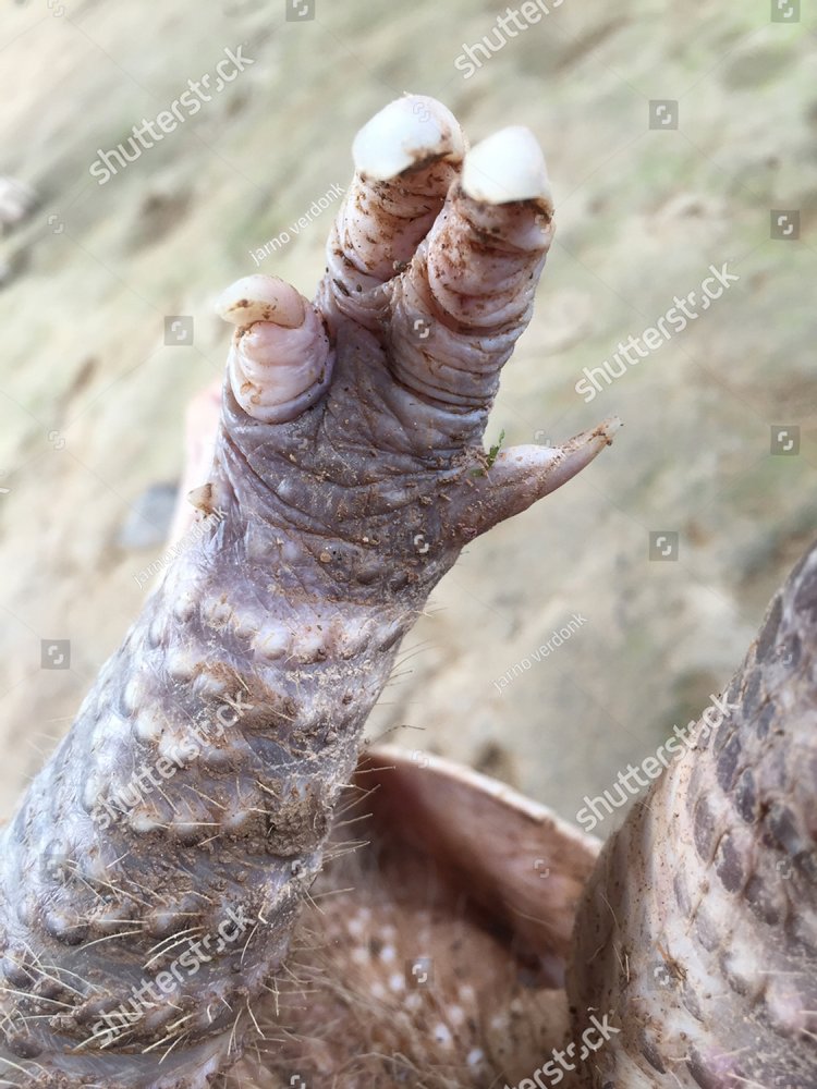 Close up of the foot of a dead armadillo, which has been dug out