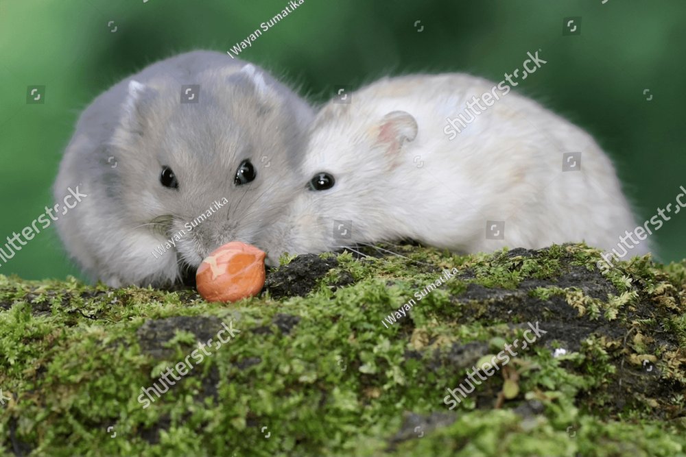 Two Campbell dwarf hamster eating peanuts on moss-covered ground. This  rodent has the scientific name Phodopus campbelli. Nature Stock Photos