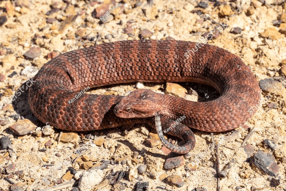 Australian Common Death Adder showing tail lure Animal Stock Photos
