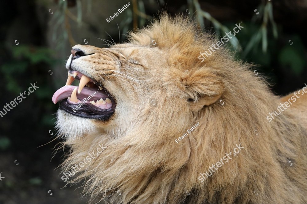 Flehmen　response　of　Close　Photos　Leo,　lion,　Creative　up　male　portrait　a　Stock　Nature　Panthera　with　Market