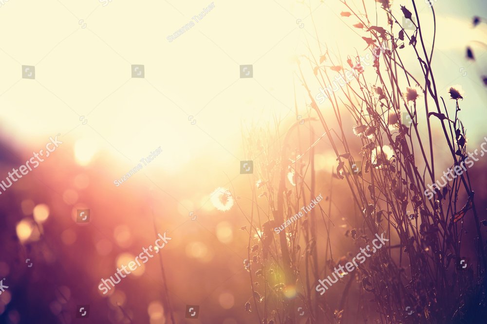 Autumn grass and wildflower background. Instagram effect