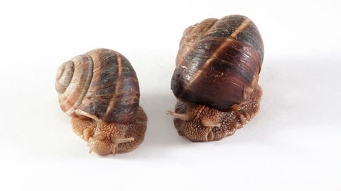 Two snails are on a white background
