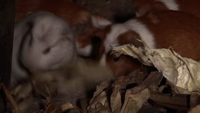 Video footage of guinea pigs in a hut in the Andes of Peru