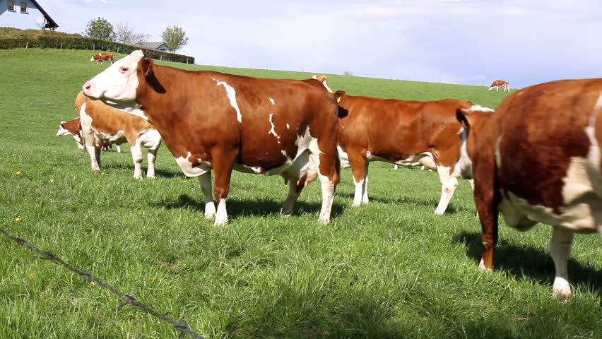 Cows on the field in the Luxembourg countryside.