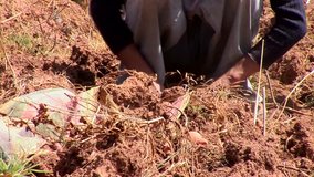 video footage of potatoe-harvesting farmers in the andes of Peru. September 2007 near Cusco