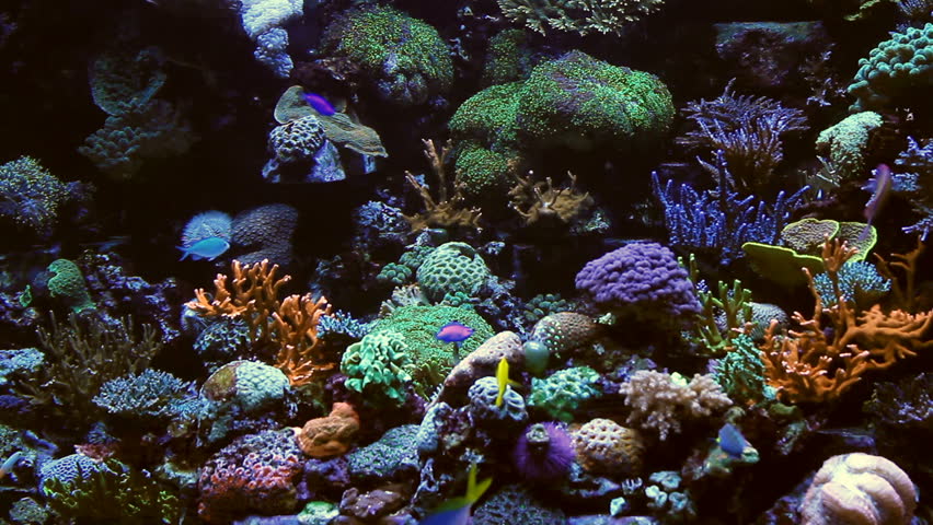 a fish-tank filled with colorful underwater fish